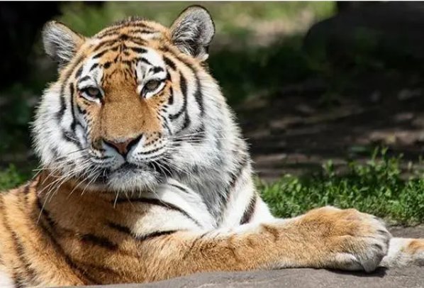 龙虎风云指什么生肖