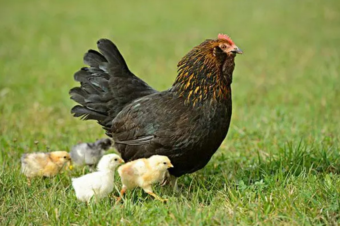 焦心如焚什么动物