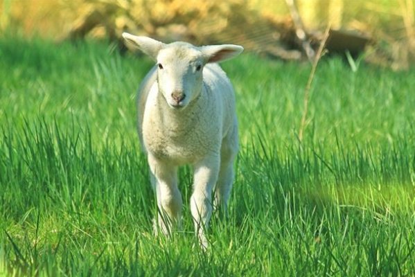 咸阳一炬猜一生肖