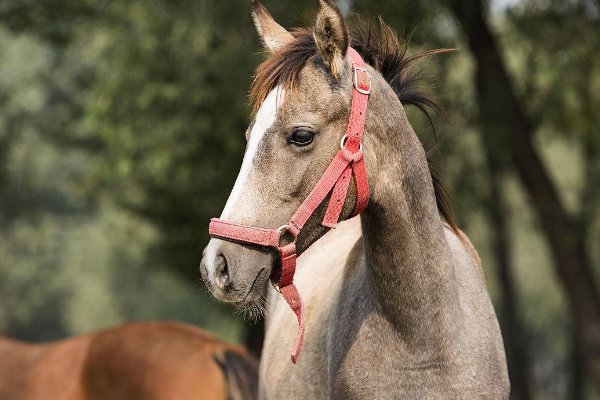 春雨沥沥打一正确生肖
