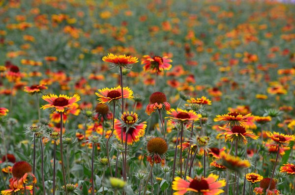 山谷花纯的主要作品