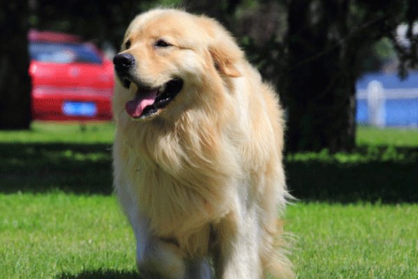 惊不择路是指什么生肖?