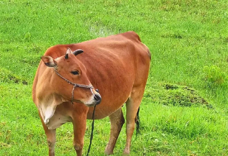 强者反已代表什么生肖