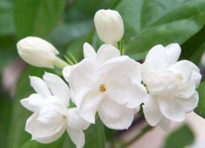 如何形容家里花香满屋？