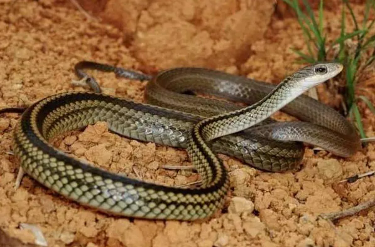 焦心如焚什么动物