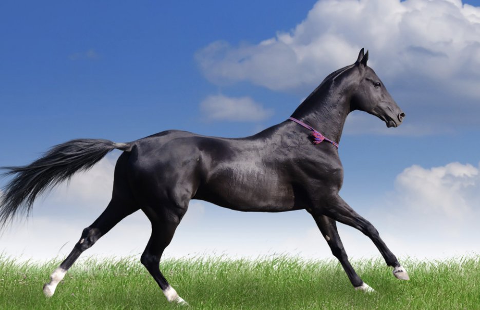 霞光万道有几个生肖