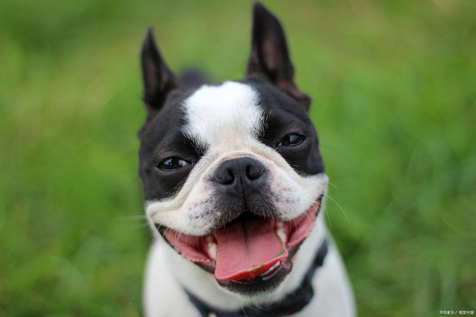 我们现在的这个时代，流行起了养宠物的狂潮，波士顿梗犬的缺点是什么？