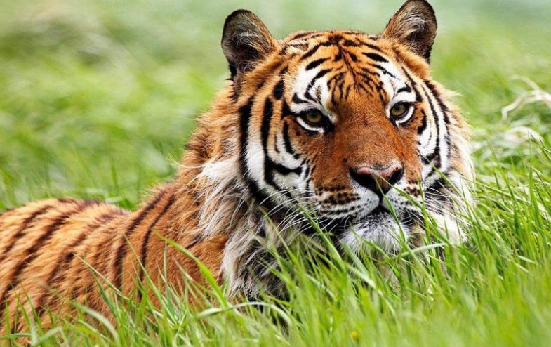 秀外慧中比喻什么动物