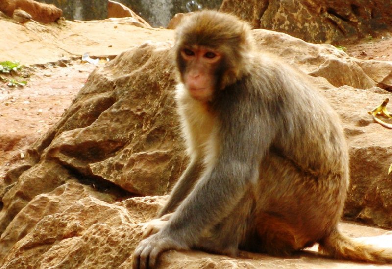 坎坷不平的生肖动物