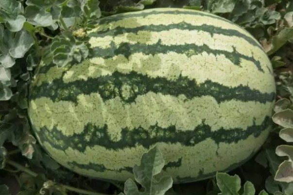 西瓜品种排行榜前十名