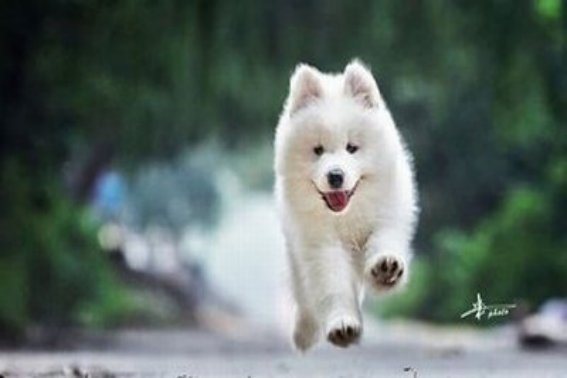 接不上茬的动物