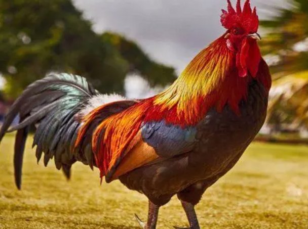 春蚯秋蛇什么动物