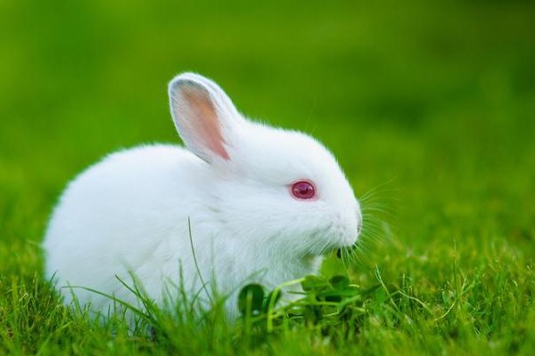 惊不择路是指什么生肖?