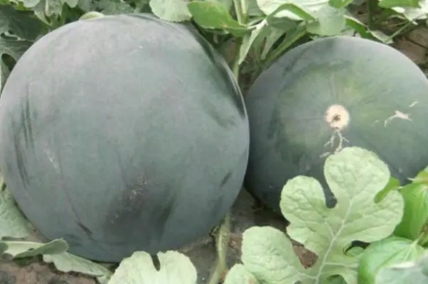 西瓜品种排行榜前十名