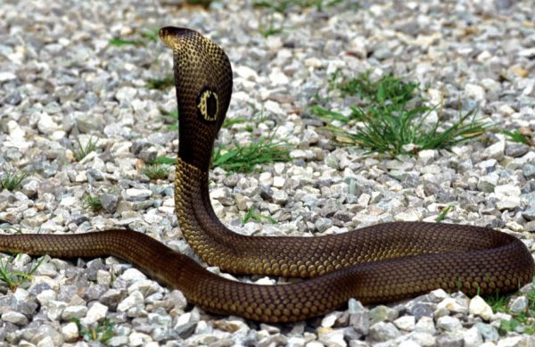 假阶救火打一动物生肖