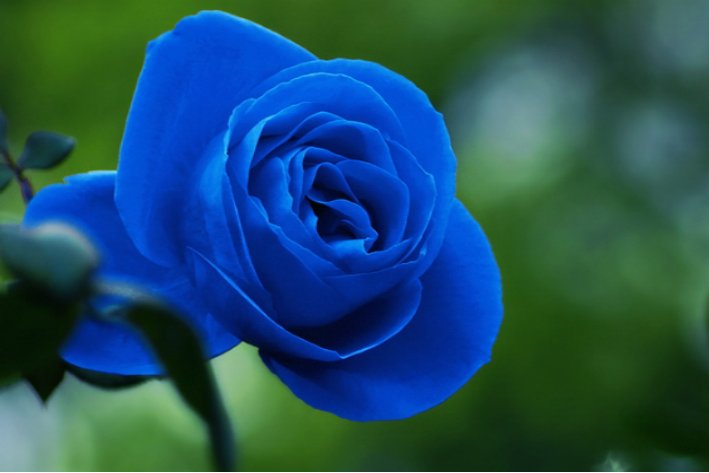 蓝色妖姬的典故