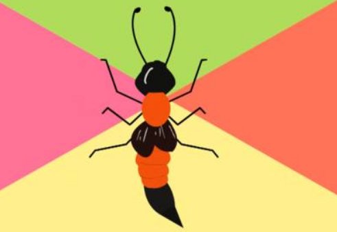 隐翅虫主要是分布在那些地方？