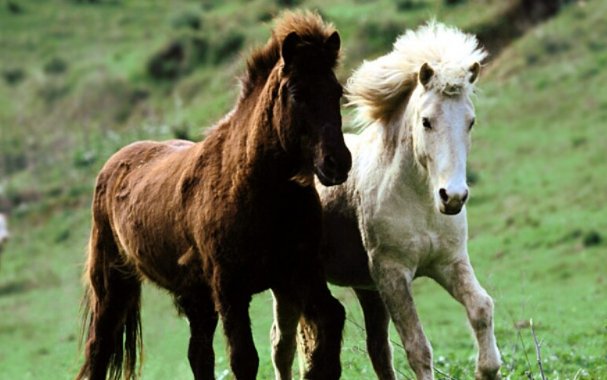 一思尚存打一生肖