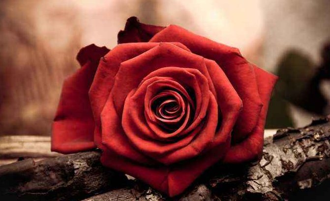 33代表什么意思?