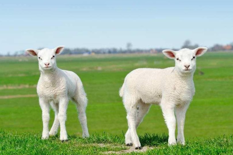 水软山温指什么生肖