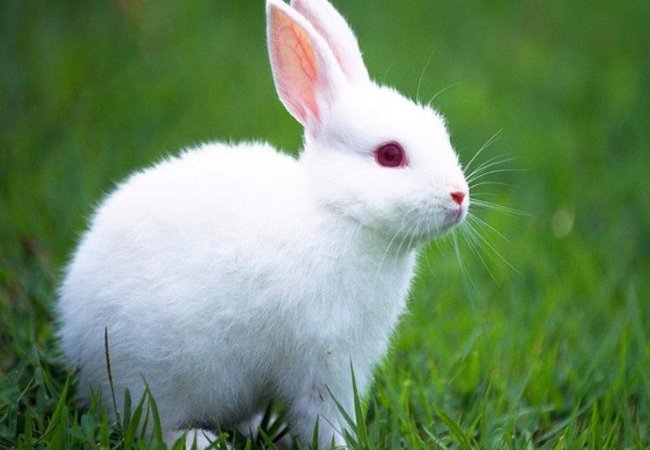 浮文套语什么动物