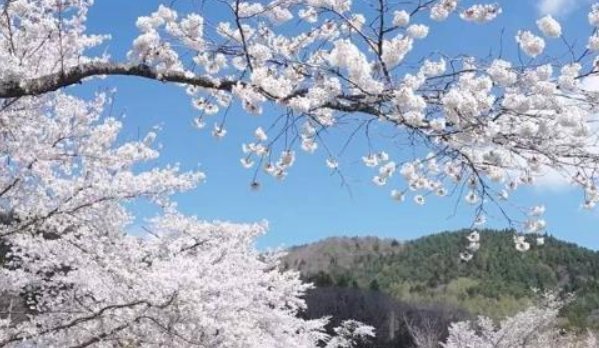 关于樱花的有什么网名？