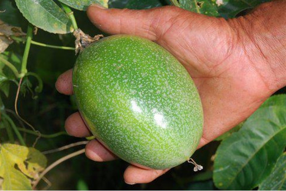 超过35度百香果很难结果吗? 百香果几月份成熟