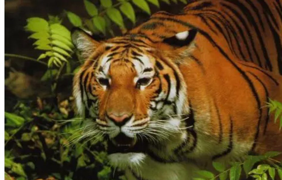 虎的谐音四字吉祥语有哪些？