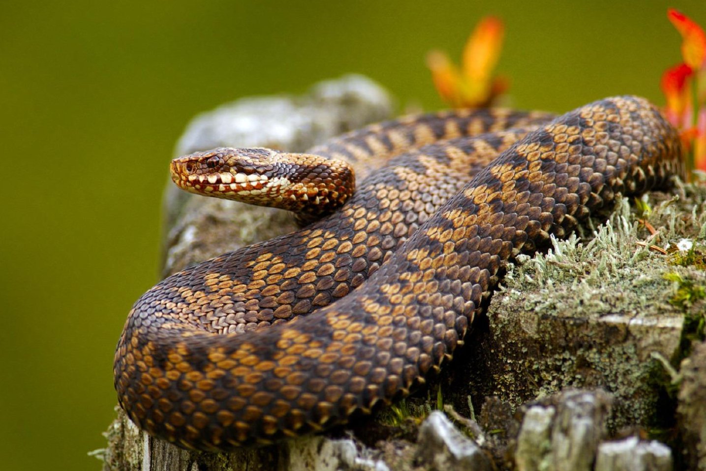 妾妇之道比喻什么生肖