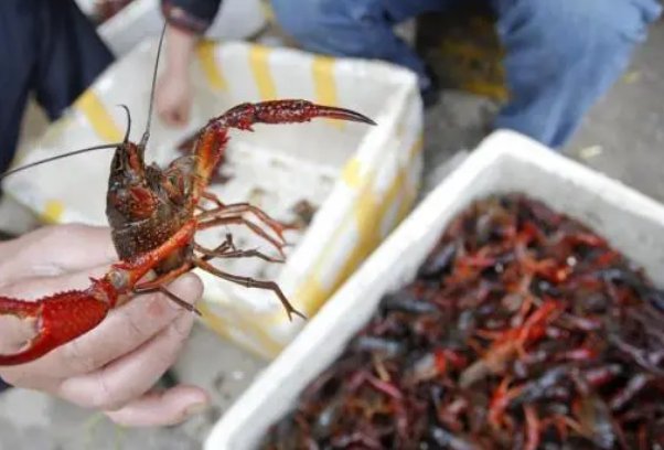 上海一女子给小龙虾做抗原检测，她为何会有如此举动？