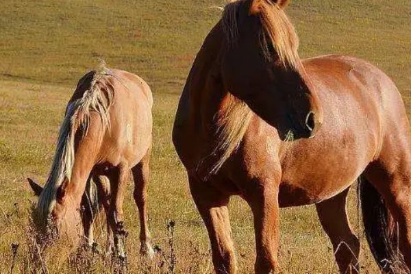 揭不开锅打一动物生肖