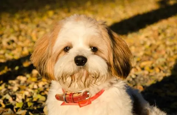 身体健康打一个生肖