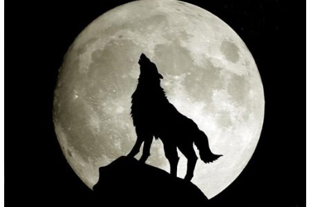 狼亦黠矣,而顷刻两毙,禽兽之变诈几何哉?