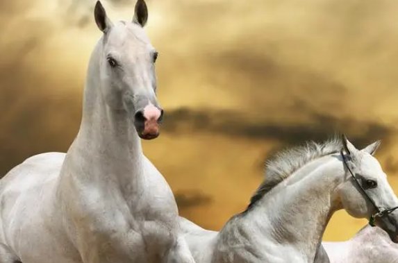 宛然如生是什么生肖动物