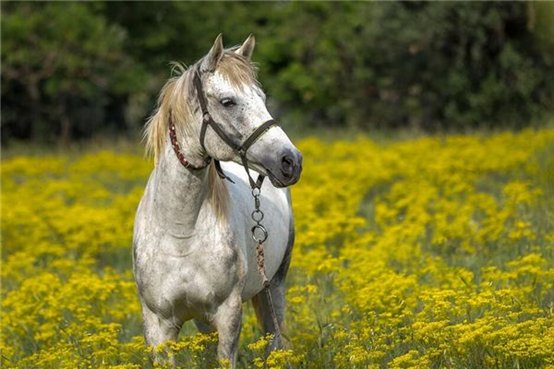 农夫家里出千金是什么生肖？