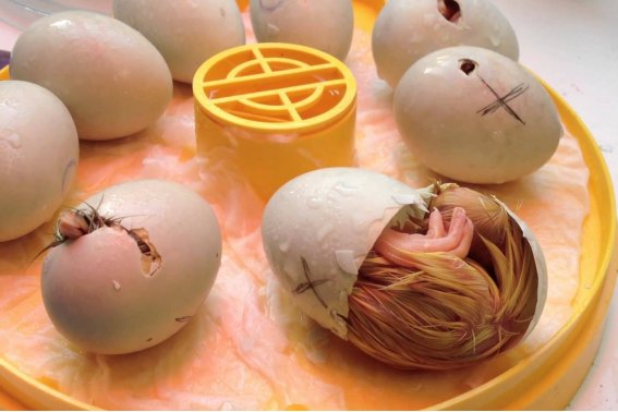 破壳而出指什么动物