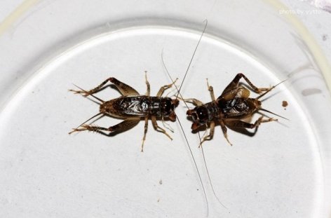 蛐蛐公的叫还是母的叫