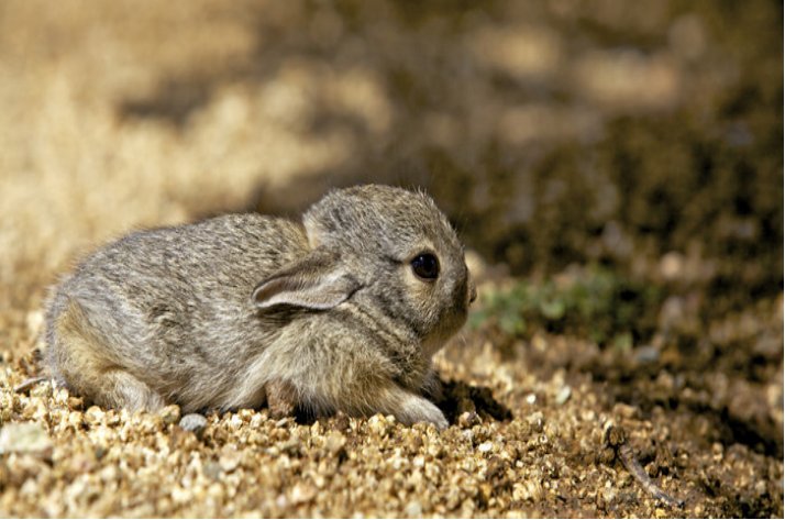 翻肠搅肚猜生肖
