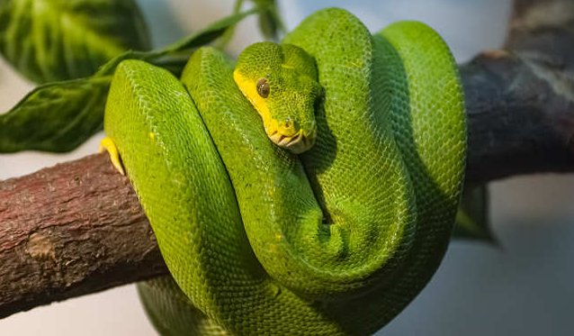 晚上梦见蛇是什么预兆