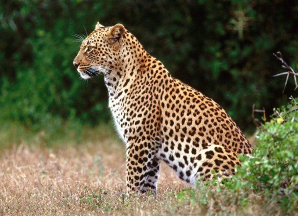 专家判断第三只豹子或已死亡，这么说的根据是什么？