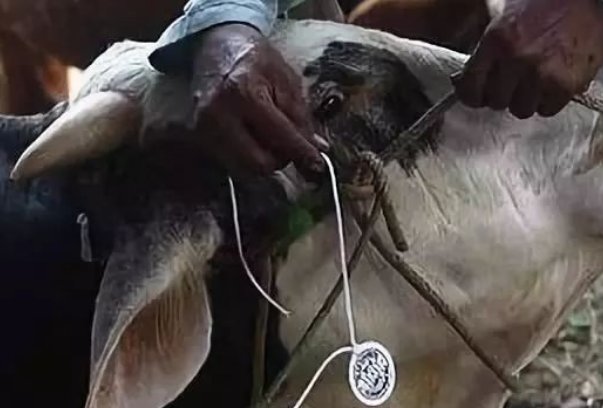 俄罗斯炭疽病毒怎么读