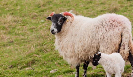 化为乌有什么生肖