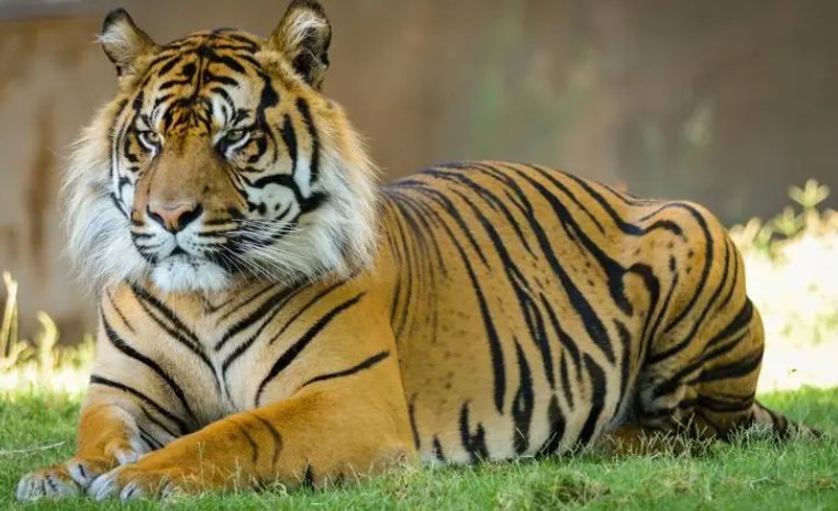 白费心机打一动物生肖