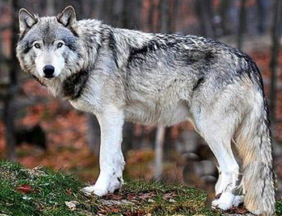 最凶猛的三大狼