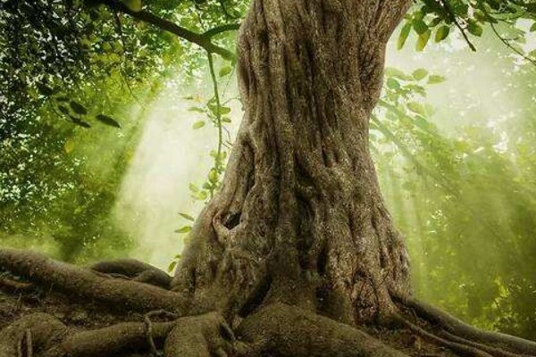 用大树、又粗又壮、就像~造句