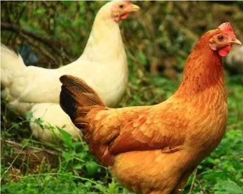 六畜是指什么意思