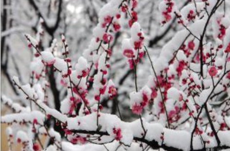 梅花欢喜漫天雪，冻死苍蝇未足奇。