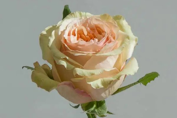 拾季是什么？有什么寓意？