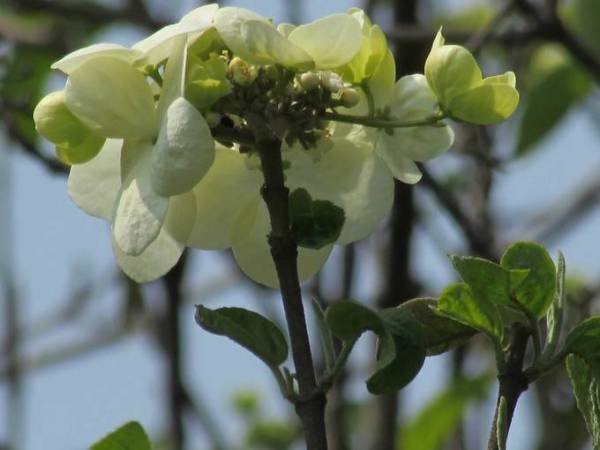 你若盛开，清风自来是什么意思？