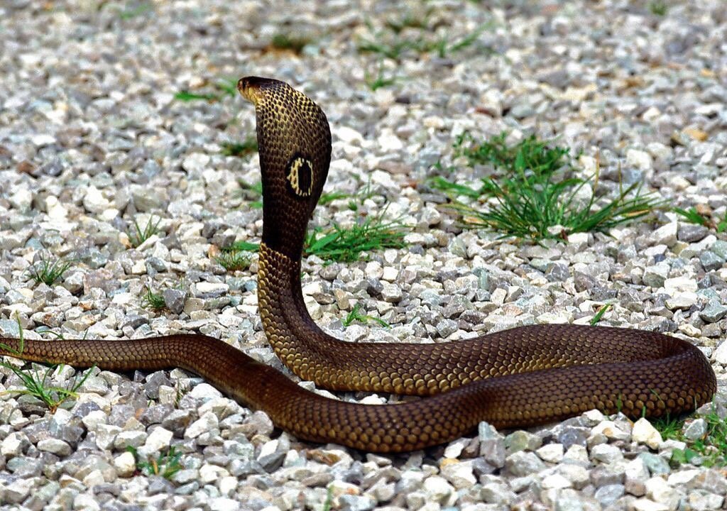 软弱无力是哪个生肖